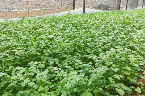 养护香菜的方法，平时让它们接受散射光即可