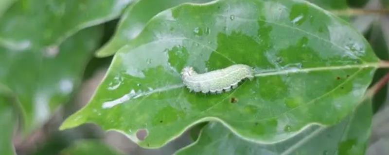 蝴蝶有何特点与生活方式