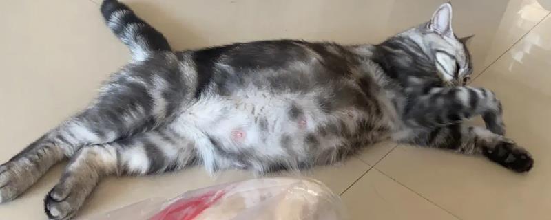 猫生完肚子为什么还那么大