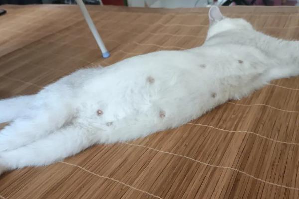 猫生完肚子为什么还那么大，如果有努责行为则还有胎儿