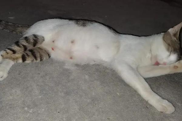 猫生完肚子为什么还那么大，如果有努责行为则还有胎儿