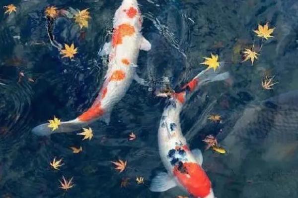锦鲤中毒如何处理，捞出来放入清水中浸泡可缓慢恢复
