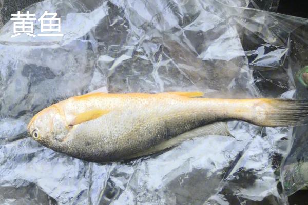 黄鱼鲞和黄鱼有什么区别，黄鱼鲞是一道传统名肴