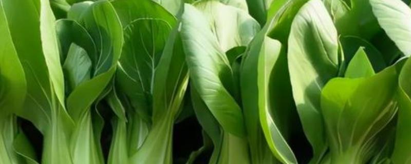 小白菜如何种植