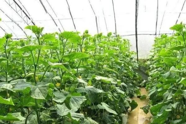 种植大棚蔬菜要注意什么，晴天和阴雨天要分别注意通风、保温