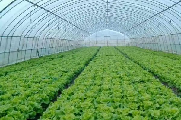 种植大棚蔬菜要注意什么，晴天和阴雨天要分别注意通风、保温