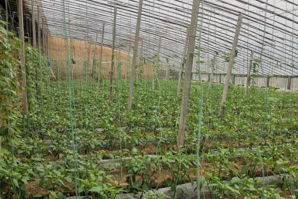 种植大棚蔬菜要注意什么，晴天和阴雨天要分别注意通风、保温