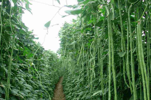 种植豆角的新方法，育苗移栽可促进生殖生长