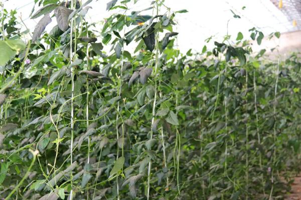 种植豆角的新方法，育苗移栽可促进生殖生长