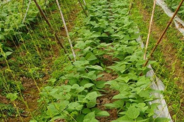 种植豆角的新方法，育苗移栽可促进生殖生长