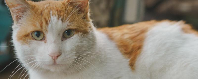 小猫喝纯牛奶的后果
