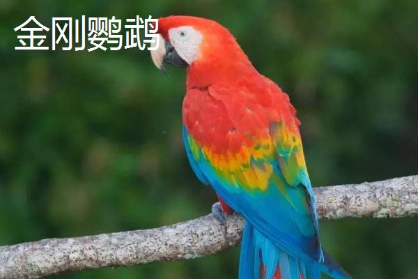 金刚鹦鹉可以私人养吗，需要办理野生动物驯养繁殖许可证
