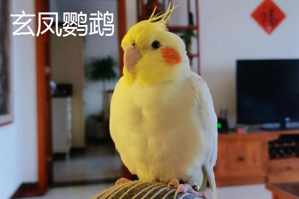 金刚鹦鹉可以私人养吗，需要办理野生动物驯养繁殖许可证