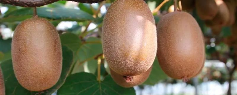 猕猴桃施肥要点