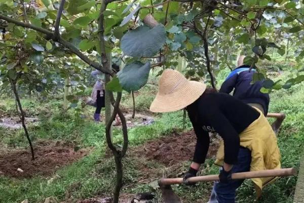 猕猴桃施肥要点，萌芽肥以氮肥为主