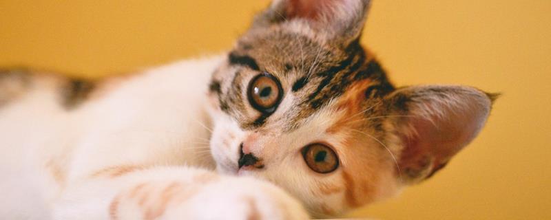 母猫怀孕与猫腹水症状有什么区别