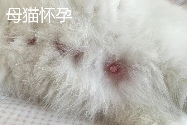 母猫怀孕与猫腹水症状有什么区别，怀孕后比较安静且不再接受交配