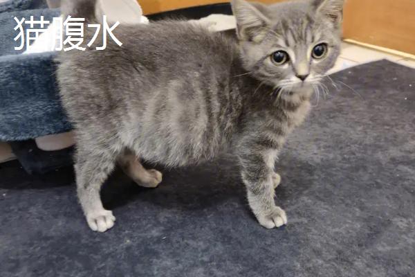 母猫怀孕与猫腹水症状有什么区别，怀孕后比较安静且不再接受交配