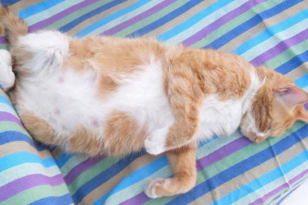 母猫怀孕与猫腹水症状有什么区别，怀孕后比较安静且不再接受交配