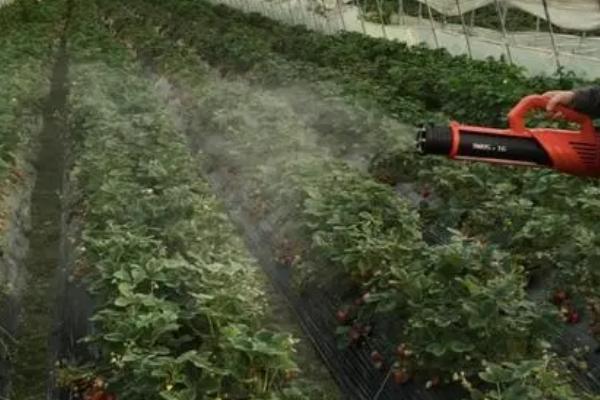如何用臭氧防治大棚蔬菜病虫害，可用臭氧发生器集中施放于棚内