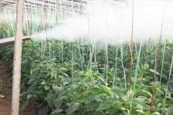 如何用臭氧防治大棚蔬菜病虫害，可用臭氧发生器集中施放于棚内