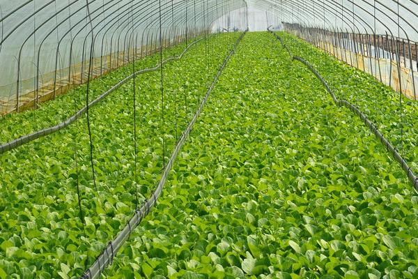 如何用臭氧防治大棚蔬菜病虫害，可用臭氧发生器集中施放于棚内
