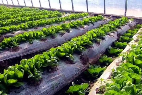 如何用臭氧防治大棚蔬菜病虫害，可用臭氧发生器集中施放于棚内