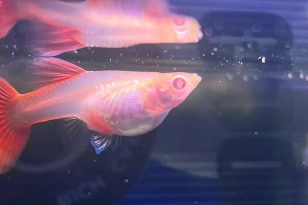 孔雀鱼憋着不生怎么办，可换水刺激催生