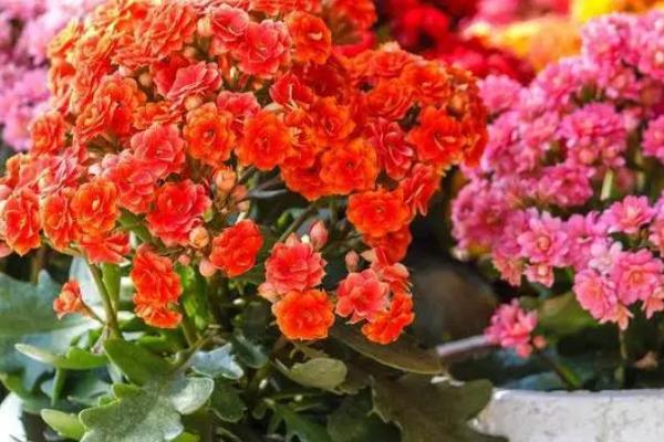 长寿花能不能水培，可以水培且方法简单