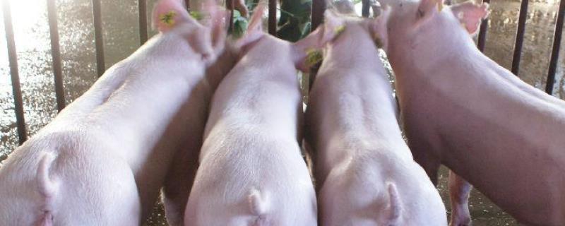 治疗母猪瘫痪的土方法