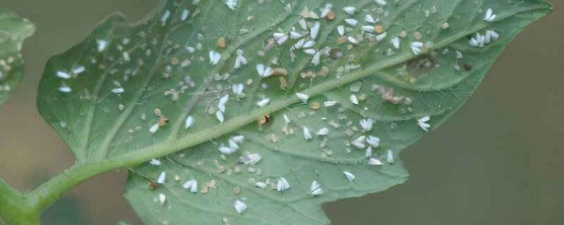 怎么防治白粉虱