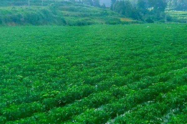 怎么防治白粉虱，播种前可闭棚熏杀害虫