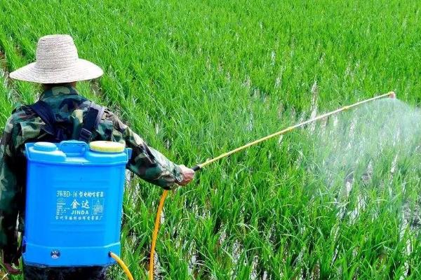 怎么防治白粉虱，播种前可闭棚熏杀害虫