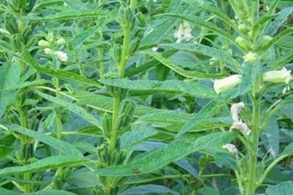 芝麻花叶病的症状，有的出现花叶
