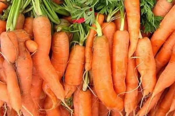 秋季怎么种植有机胡萝卜，关键是要早间苗、稀留苗