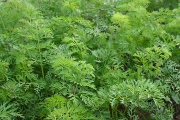 秋季怎么种植有机胡萝卜，关键是要早间苗、稀留苗