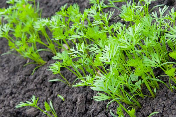 秋季怎么种植有机胡萝卜，关键是要早间苗、稀留苗