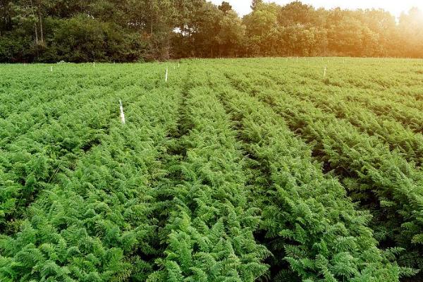 秋季怎么种植有机胡萝卜，关键是要早间苗、稀留苗