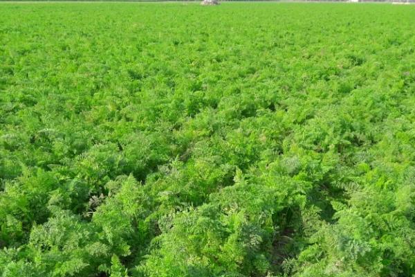 秋季怎么种植有机胡萝卜，关键是要早间苗、稀留苗