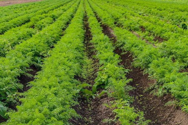 秋季怎么种植有机胡萝卜，关键是要早间苗、稀留苗
