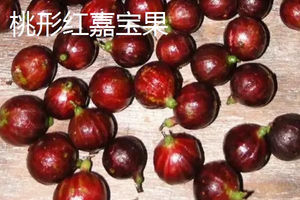 树葡萄的品种，主要包括桃形红嘉宝果、沙巴嘉宝果、福冈嘉宝果等种类