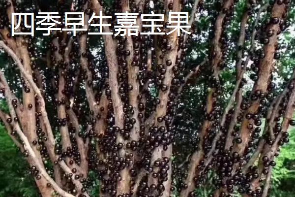 树葡萄的品种，主要包括桃形红嘉宝果、沙巴嘉宝果、福冈嘉宝果等种类