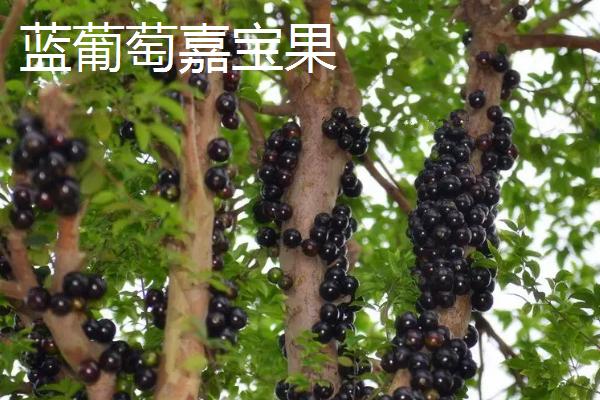树葡萄的品种，主要包括桃形红嘉宝果、沙巴嘉宝果、福冈嘉宝果等种类