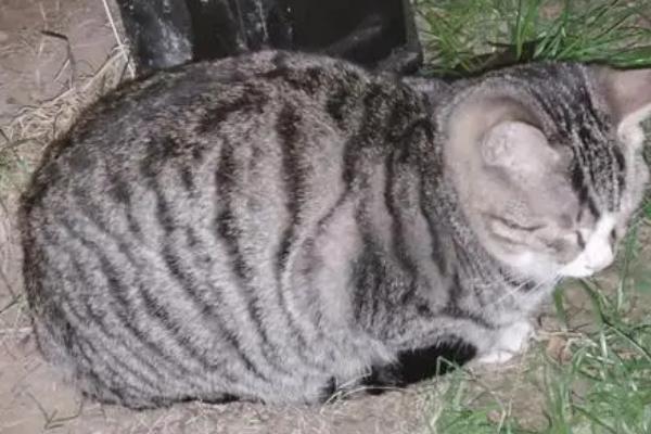 流浪猫可以带回家吗，可以带回家但需及时检查身体状况
