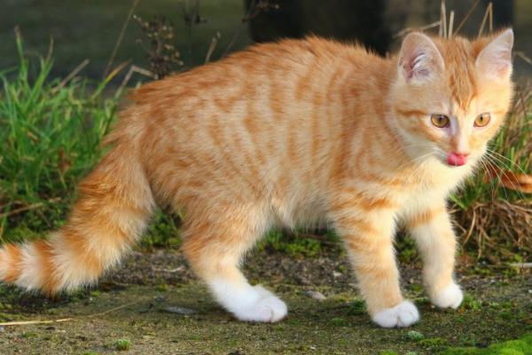 流浪猫可以带回家吗，可以带回家但需及时检查身体状况