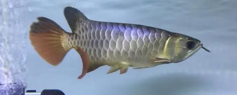 七彩龙鱼是什么鱼