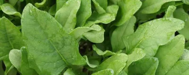 菠菜污霉病症状