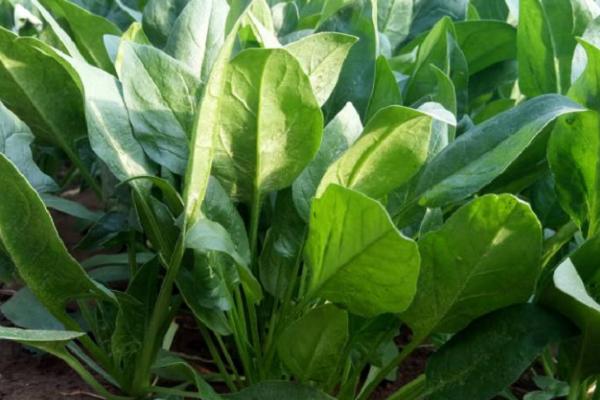 菠菜污霉病症状，叶片上会出现黄褐色斑块