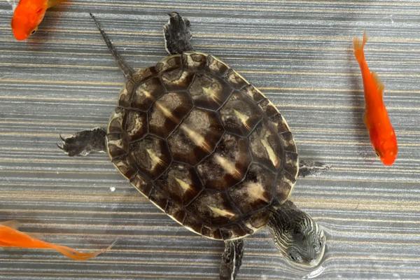 乌龟吃不吃白菜，食物包括白菜、水草、水果等种类