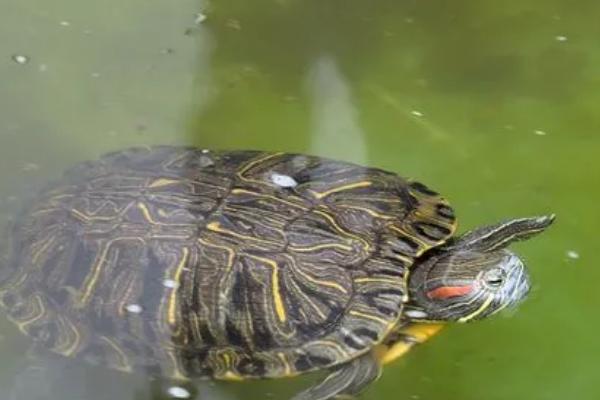 乌龟吃不吃白菜，食物包括白菜、水草、水果等种类